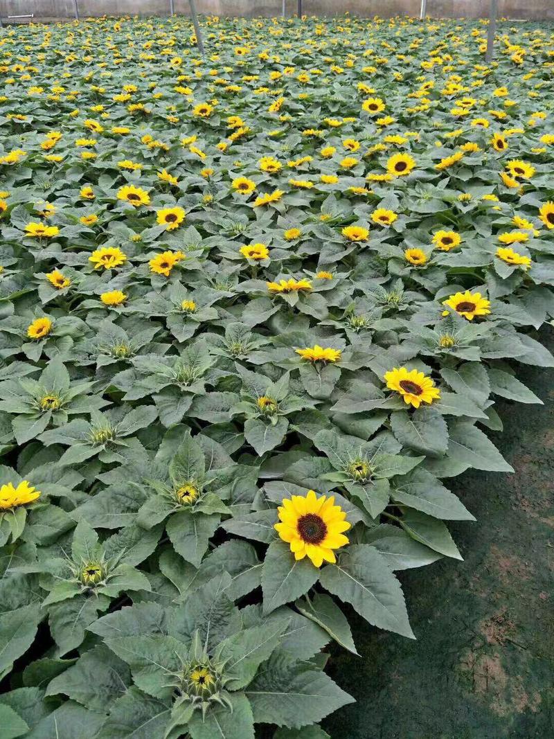 向日葵种植基地向日葵自产自销。50万低价处理。