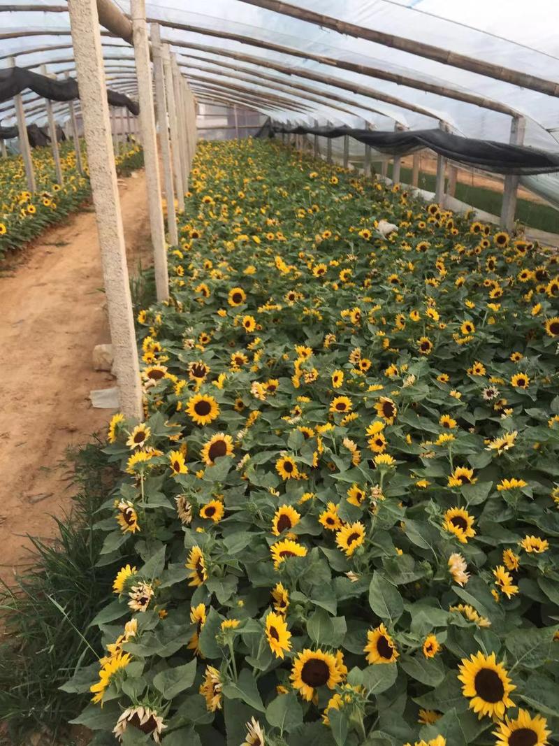 向日葵种植基地向日葵自产自销。50万低价处理。