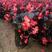 四季海棠自产自销600万四季海棠种植基地。青州价格