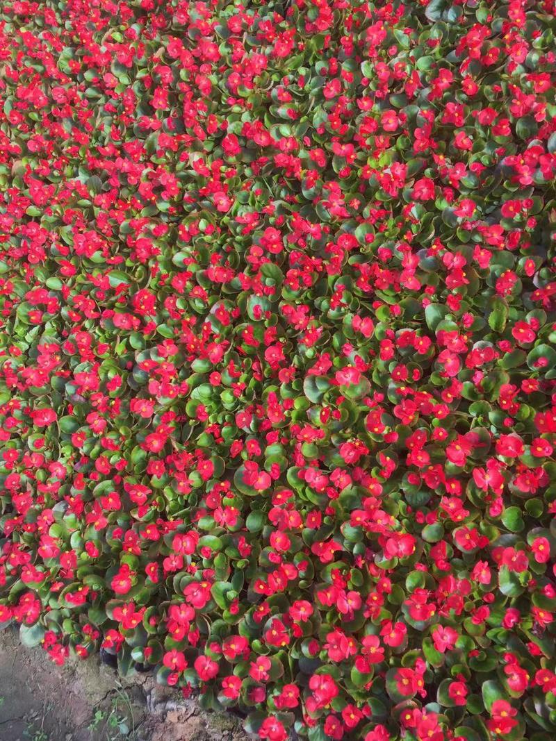四季海棠自产自销600万四季海棠种植基地。青州价格