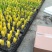 风信子自产自销风信子种植基地