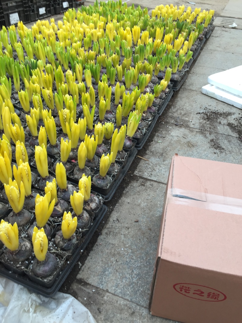 风信子自产自销风信子种植基地