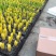 风信子自产自销风信子种植基地