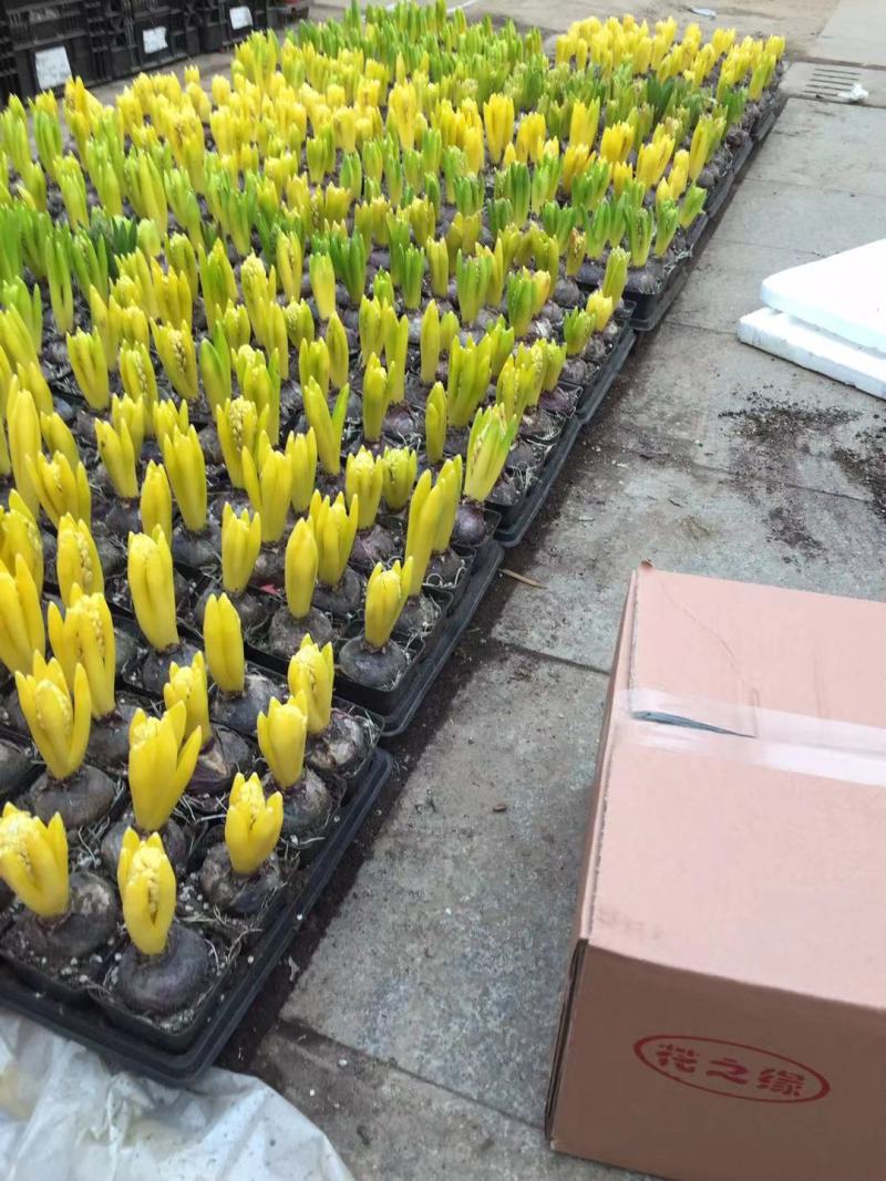 风信子自产自销风信子种植基地