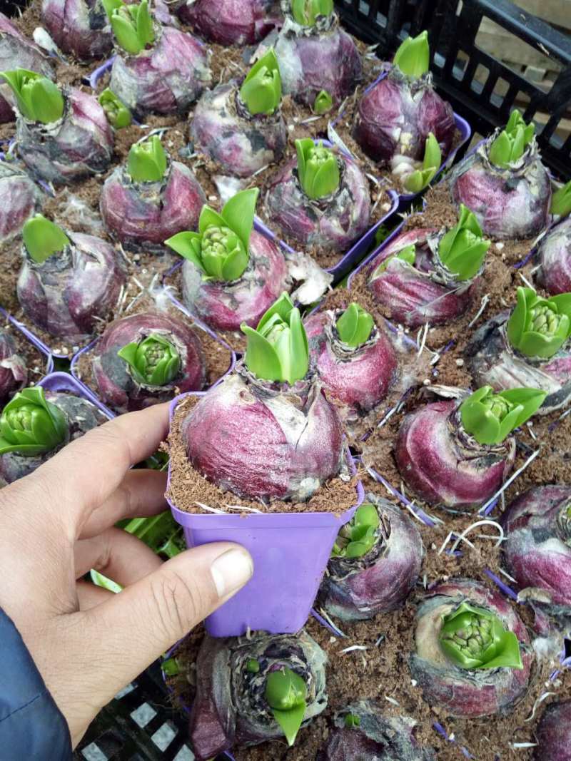 风信子自产自销风信子种植基地