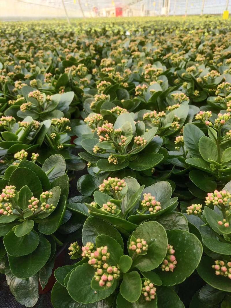长寿花自产自销长寿花农户直销。20万低价处理。