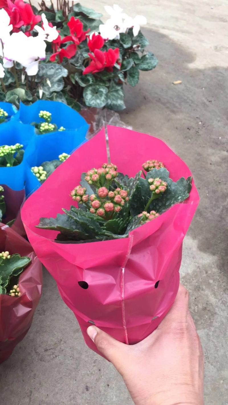长寿花自产自销长寿花农户直销。20万低价处理。