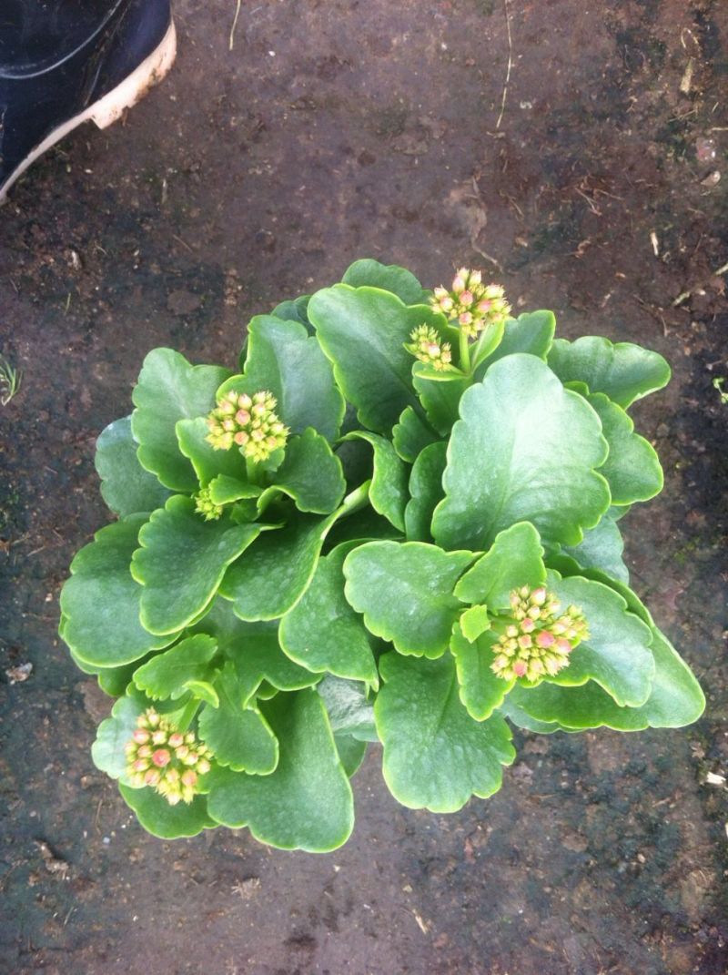 长寿花自产自销长寿花农户直销。20万低价处理。
