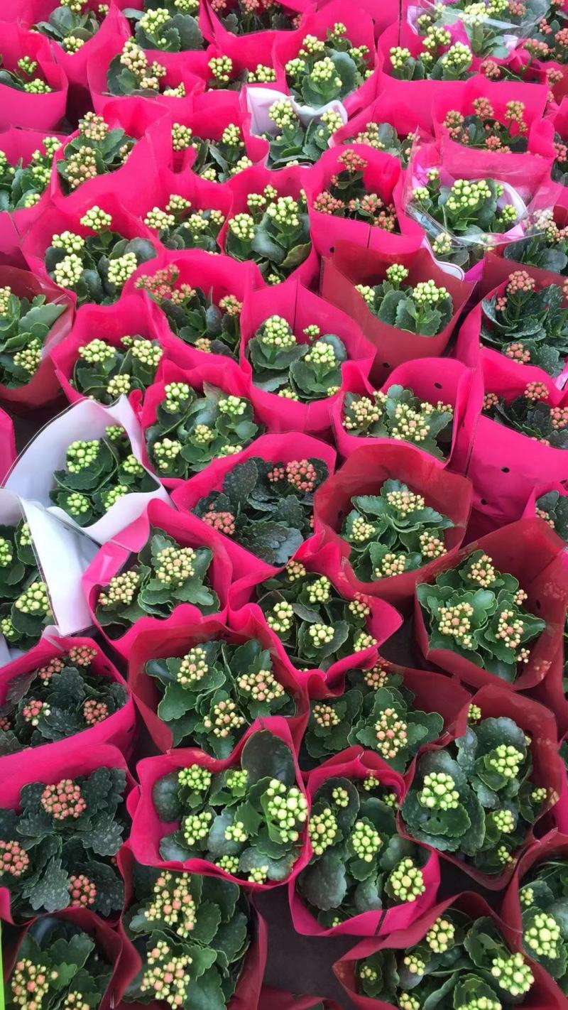 长寿花自产自销长寿花农户直销。20万低价处理。