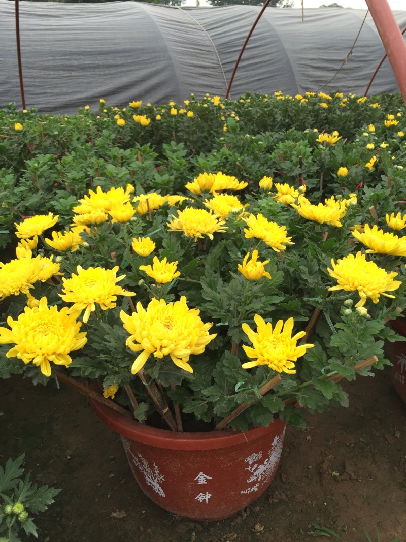 大菊花自产自销大菊花价格种植基地。300万处理