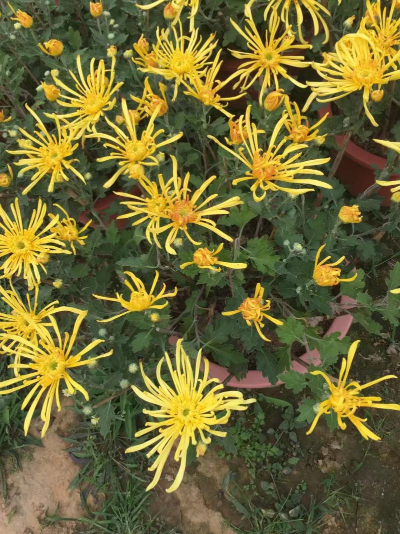 大菊花自产自销大菊花价格种植基地。300万处理