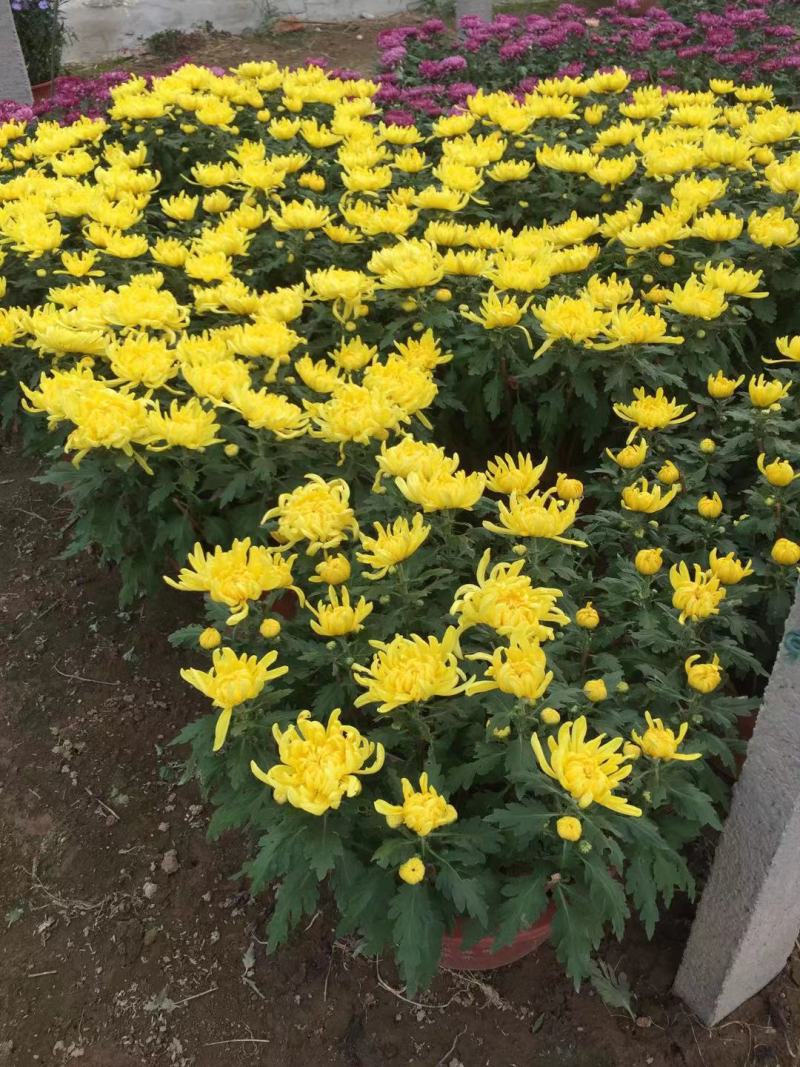 大菊花自产自销大菊花价格种植基地。300万处理