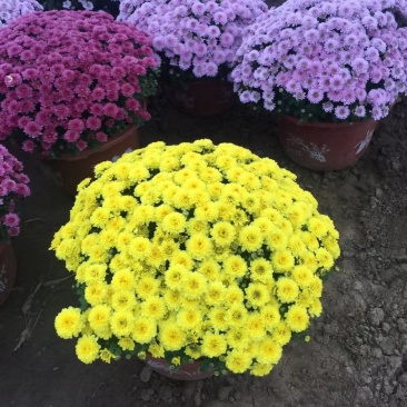 球菊自产自销球菊种植基地。300万低价出售