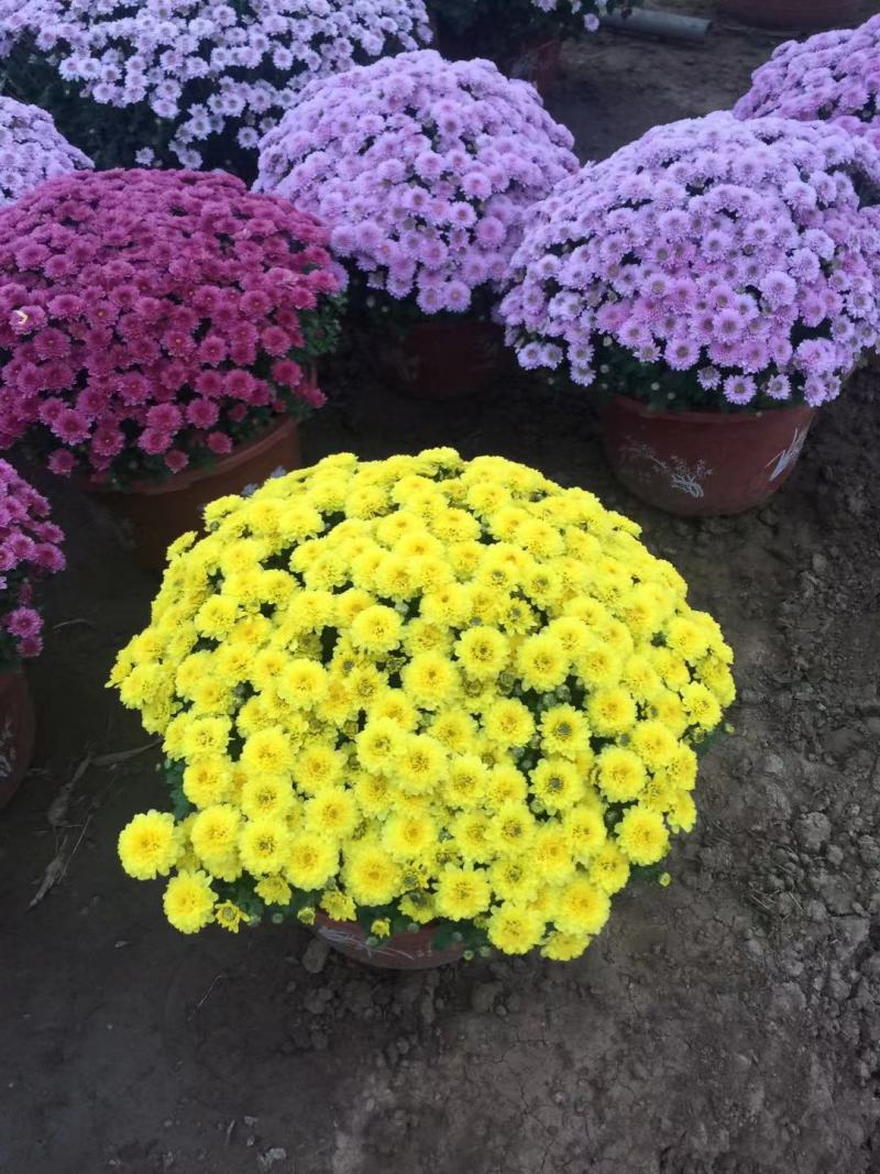 球菊自产自销球菊种植基地。300万低价出售