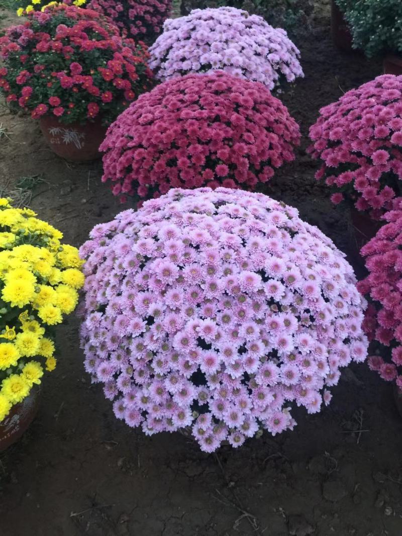 球菊自产自销球菊种植基地。300万低价出售