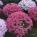 球菊自产自销球菊种植基地。300万低价出售