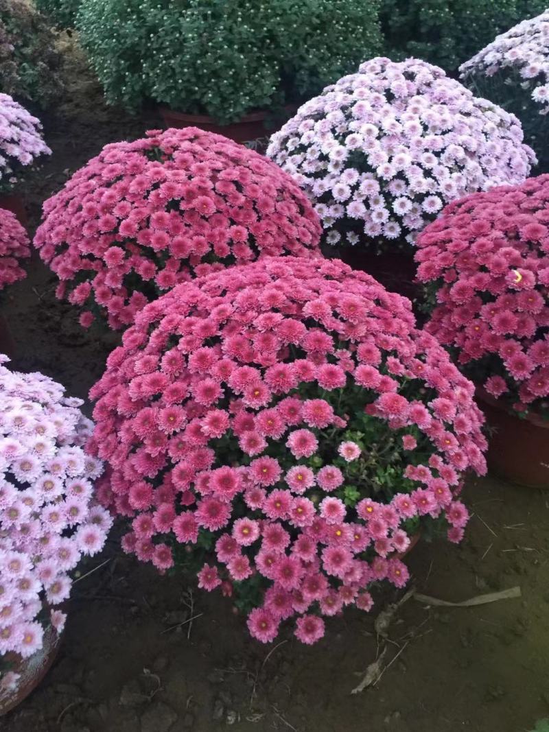 球菊自产自销球菊种植基地。300万低价出售