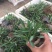 荷兰菊自产自销荷兰菊种植基地。300万低价处理。