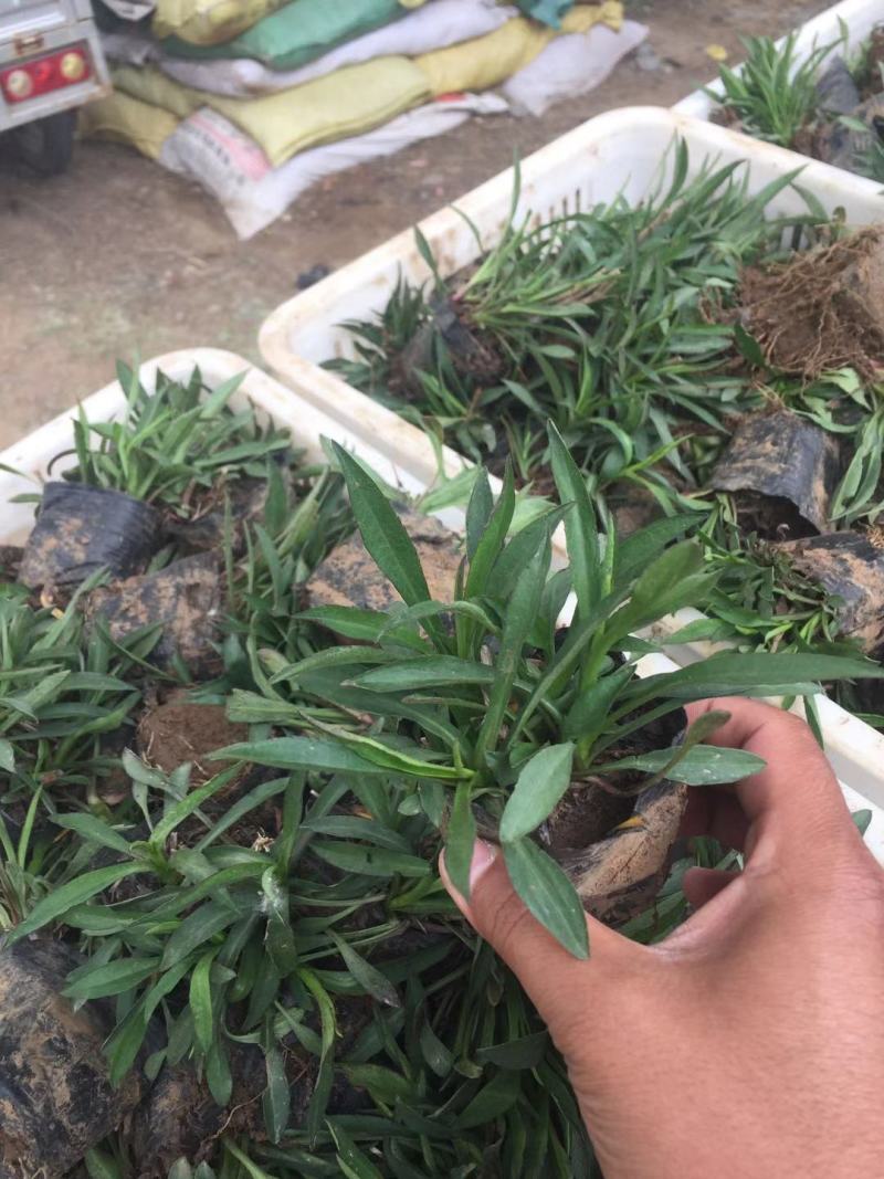 荷兰菊自产自销荷兰菊种植基地。300万低价处理。