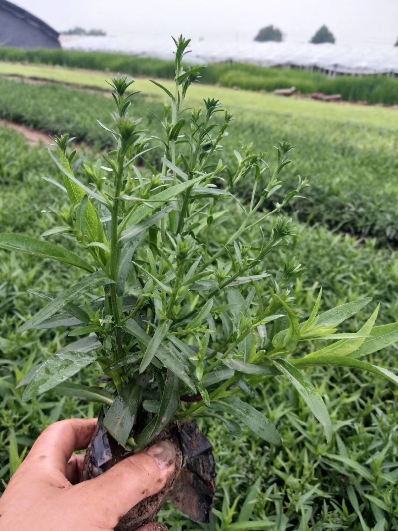 荷兰菊自产自销荷兰菊种植基地。300万低价处理。