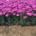 荷兰菊自产自销荷兰菊种植基地。300万低价处理。