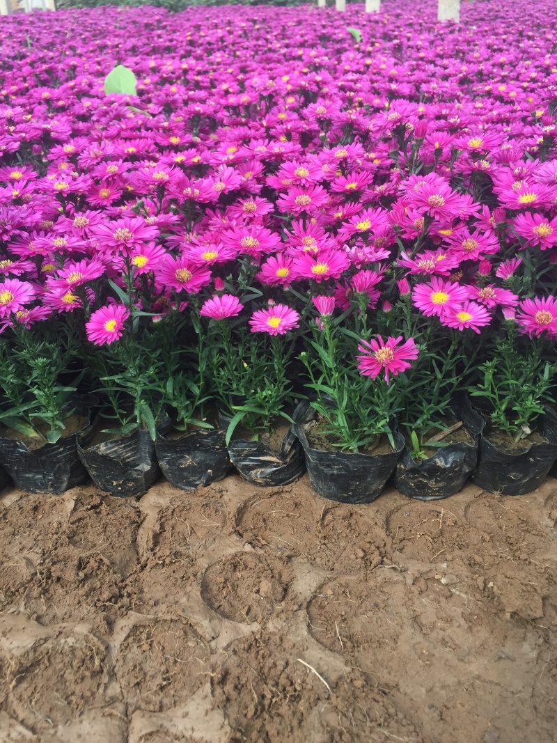 荷兰菊自产自销荷兰菊种植基地。300万低价处理。