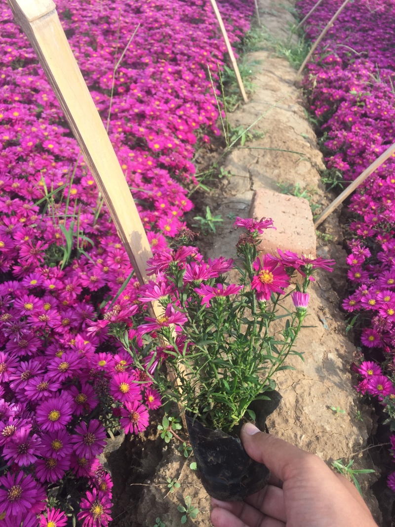荷兰菊自产自销荷兰菊种植基地。300万低价处理。