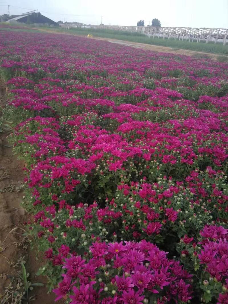 千头菊种植基地千头菊自产自销。300万低价处理