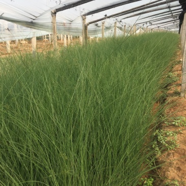细叶芒自产自销80万细叶芒直销。低价处理。