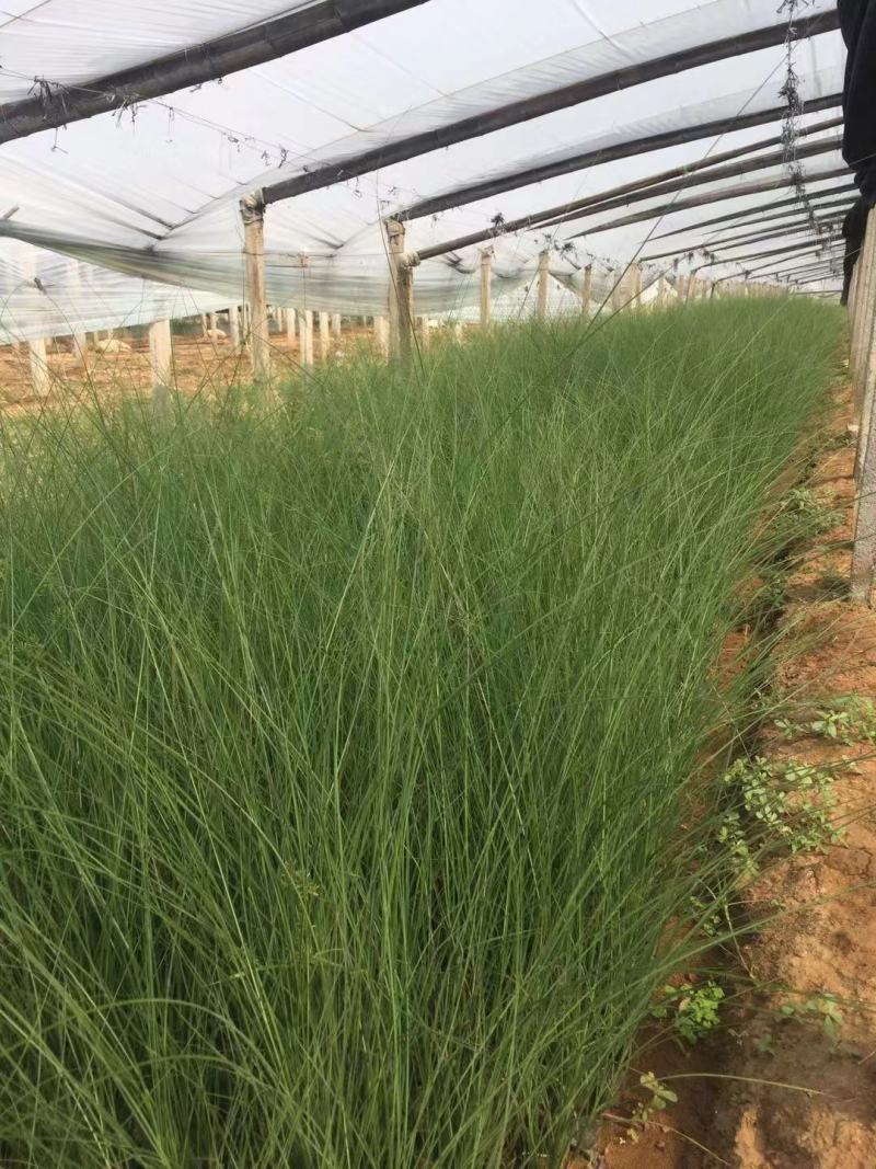 细叶芒自产自销80万细叶芒直销。低价处理。