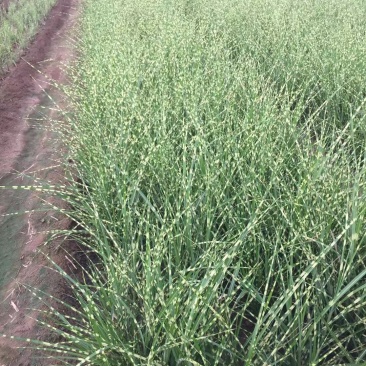 斑叶芒种植基地60万营养钵斑叶芒直销。