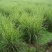 斑叶芒种植基地60万营养钵斑叶芒直销。