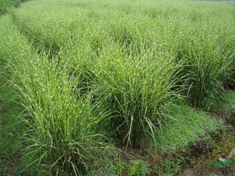 斑叶芒种植基地60万营养钵斑叶芒直销。