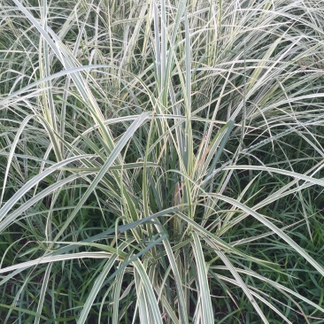 花叶芒中自产自销花叶芒种植基地花叶芒批发价格
