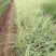 花叶芒中自产自销花叶芒种植基地花叶芒批发价格