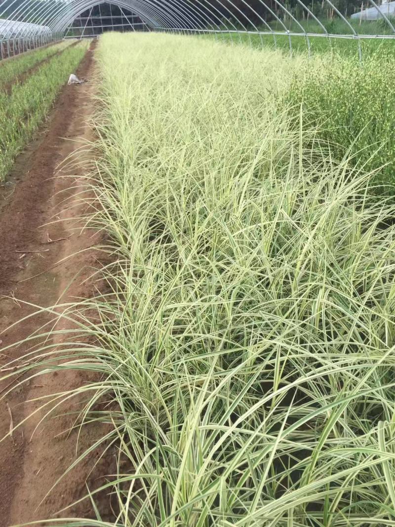 花叶芒中自产自销花叶芒种植基地花叶芒批发价格