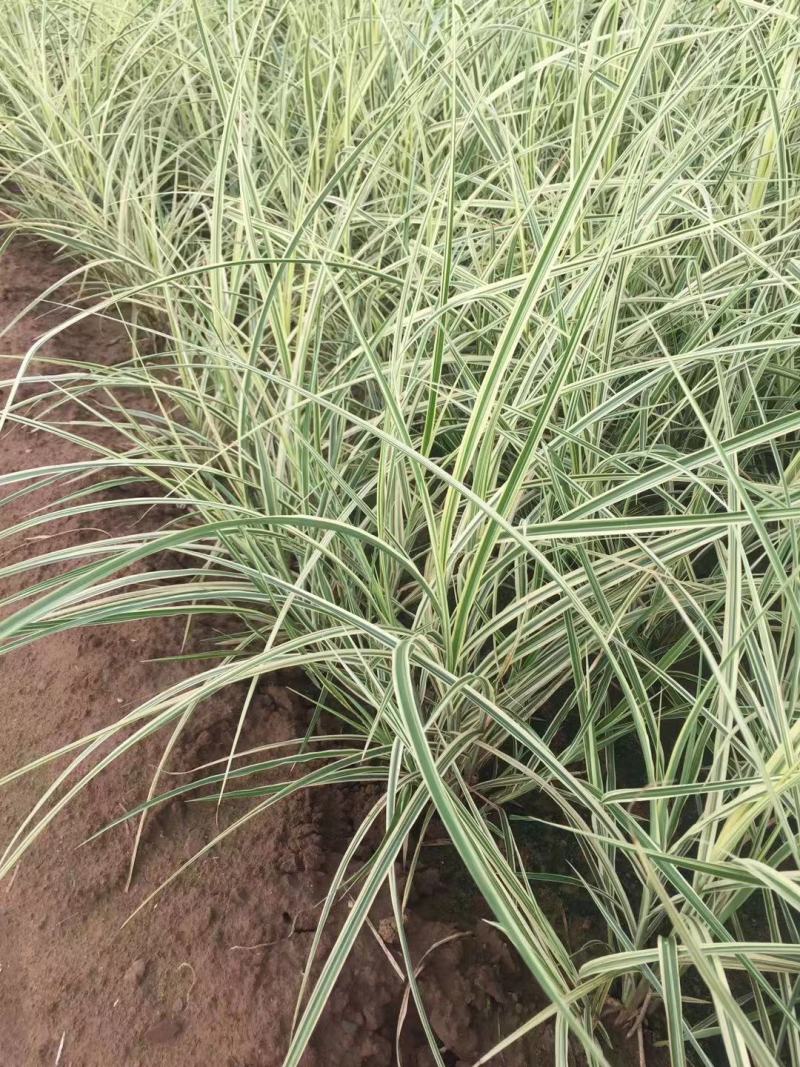 花叶芒中自产自销花叶芒种植基地花叶芒批发价格