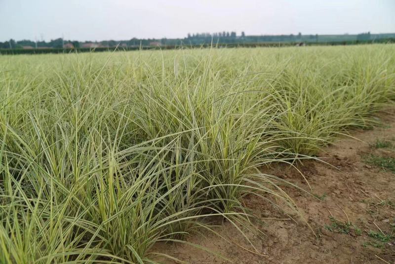 花叶芒中自产自销花叶芒种植基地花叶芒批发价格