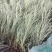 花叶芒中自产自销花叶芒种植基地花叶芒批发价格