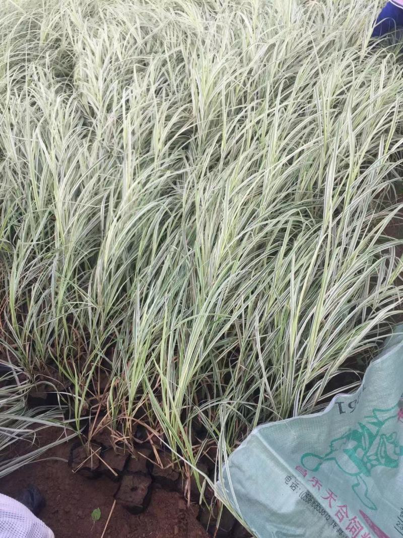 花叶芒中自产自销花叶芒种植基地花叶芒批发价格