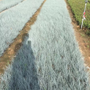 蓝羊茅基地直销500万蓝羊茅农户直销