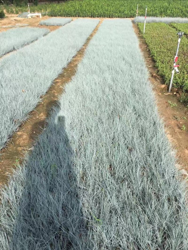 蓝羊茅基地直销500万蓝羊茅农户直销