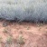 蓝羊茅基地直销500万蓝羊茅农户直销