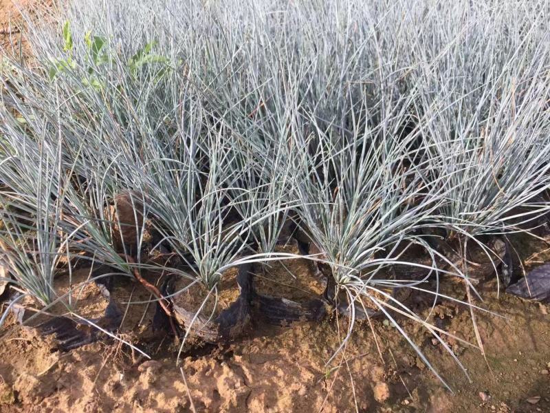 蓝羊茅基地直销500万蓝羊茅农户直销