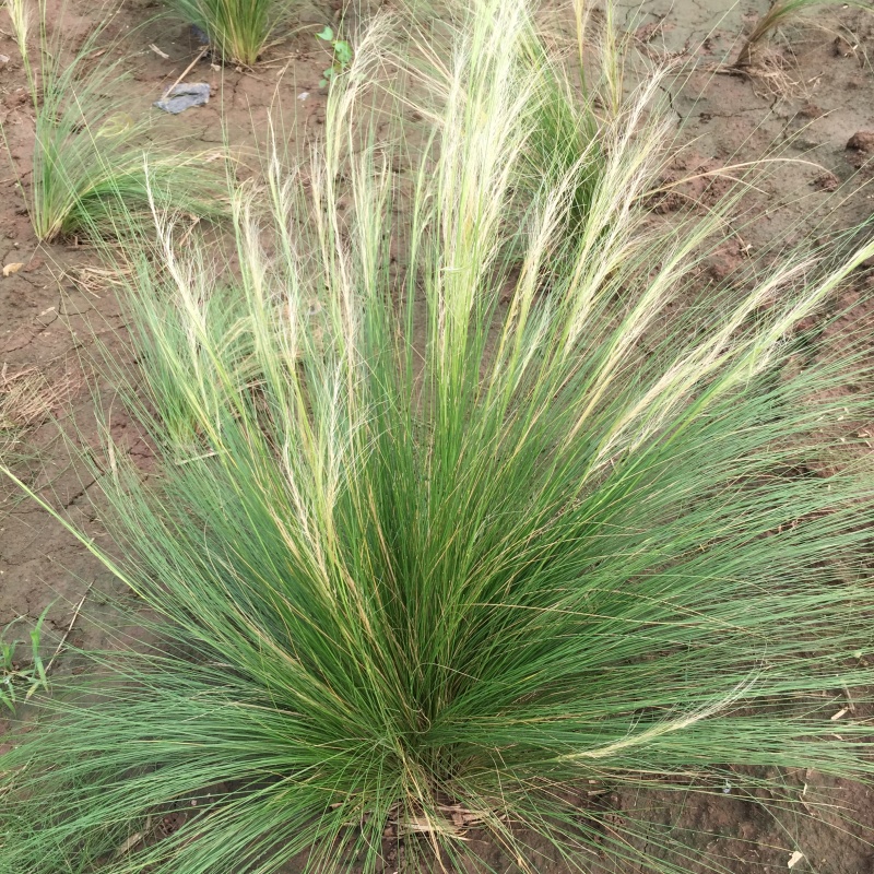 细茎针茅自产自销200万细茎针茅直销