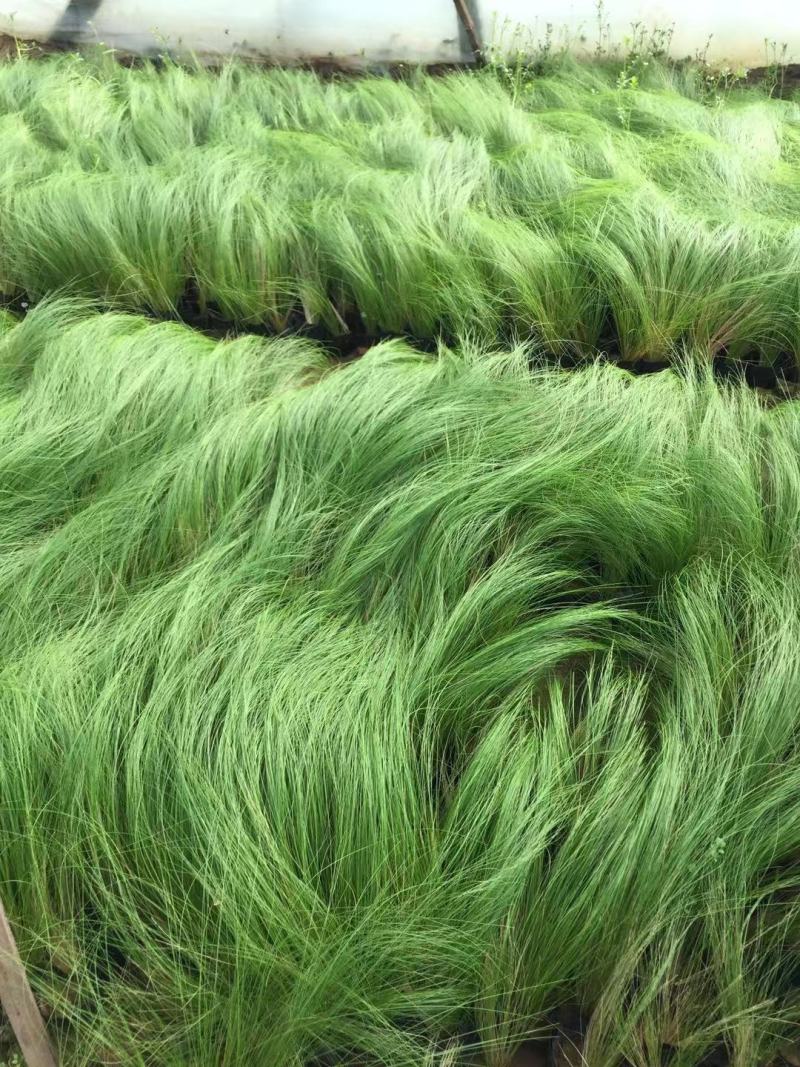 细茎针茅自产自销200万细茎针茅直销