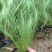 细茎针茅自产自销200万细茎针茅直销