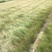 细茎针茅自产自销200万细茎针茅直销