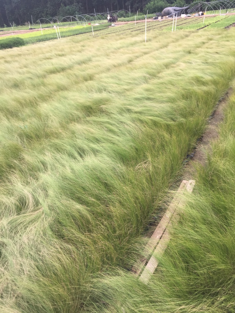 细茎针茅自产自销200万细茎针茅直销