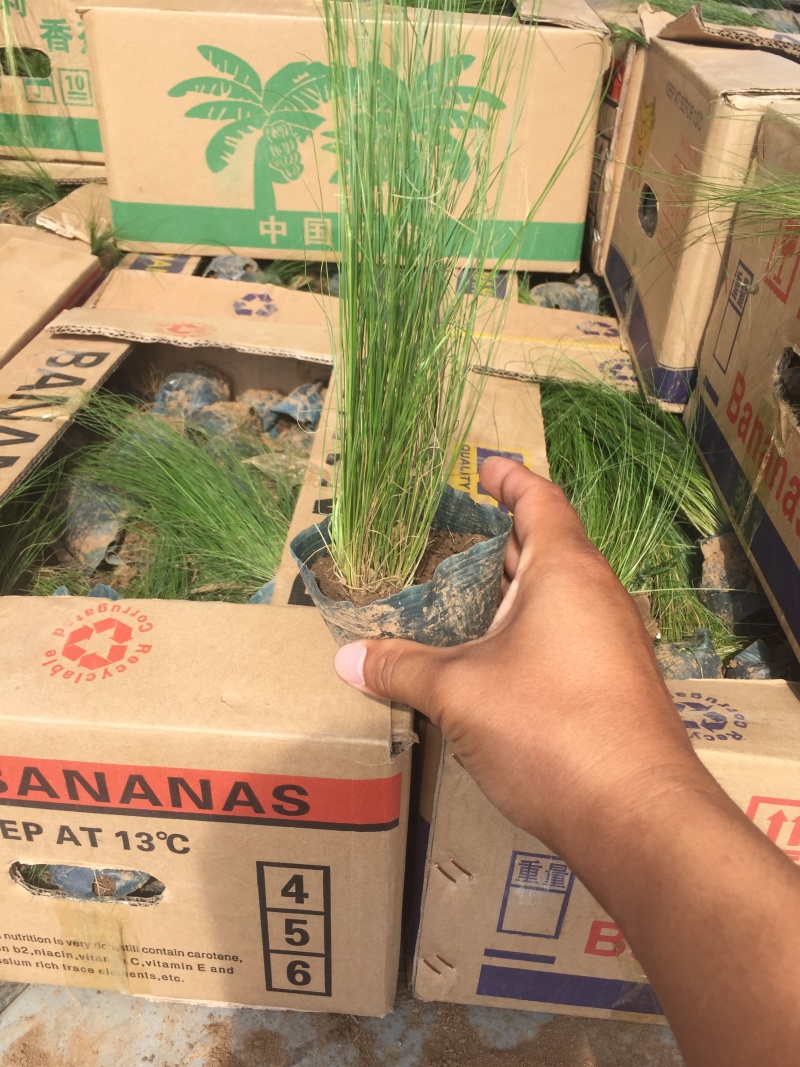 细茎针茅自产自销200万细茎针茅直销
